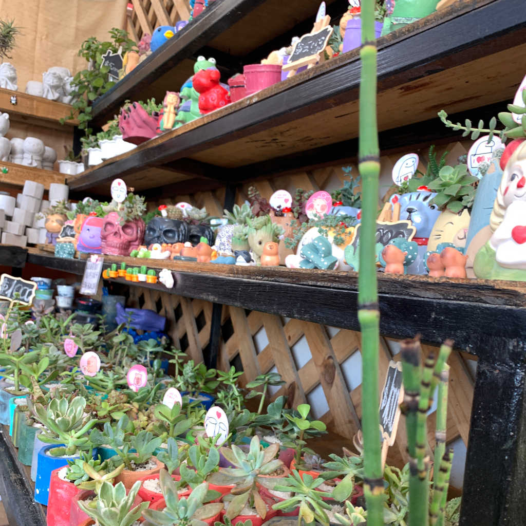 Suculentas en maseteros sobre mesa.